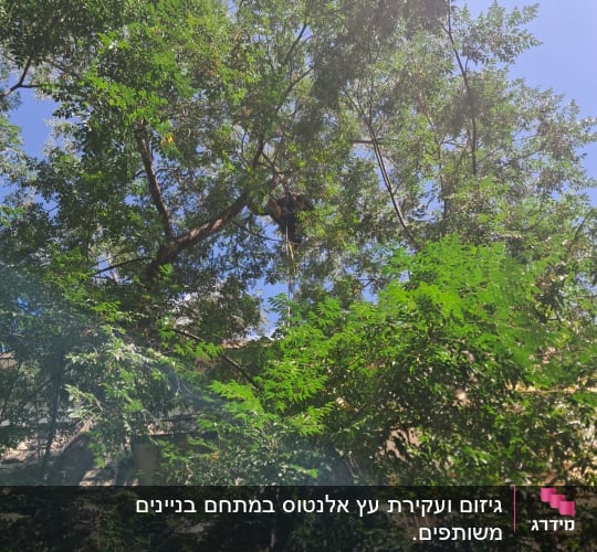 אדם על עץ מבצע גיזום עם חבלים